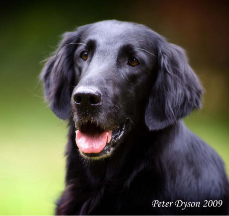 Due north flat outlet coated retrievers